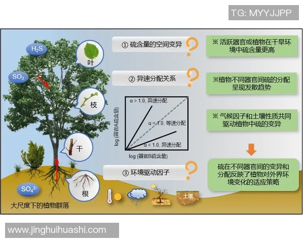 成都排球队心理素质分析与数据解读探讨团队表现与心理因素的关系 成都排球队心理素质分析与数据解读探讨团队表现与心理因素的关系